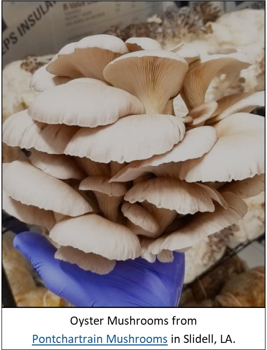 Oyster mushrooms 1jpg